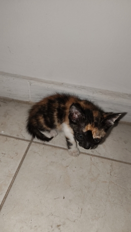 Al Nakhil, Free Items, Kittens For Adoption