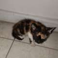 Kittens For Adoption