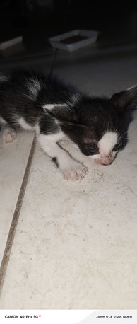 Al Nakhil, Free Items, Kittens For Adoption