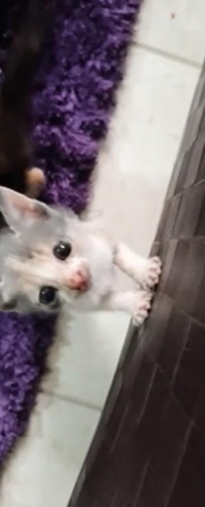 Al Nakhil, Free Items, Kittens For Adoption