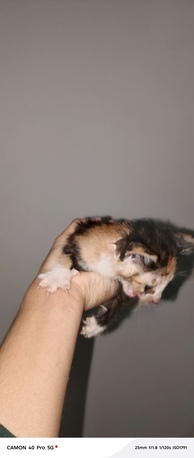 Al Nakhil, Free Items, Kittens For Adoption