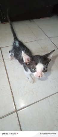 Al Nakhil, Free Items, Kittens For Adoption