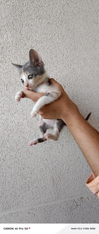Al Nakhil, Free Items, Kittens For Adoption