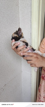 Al Nakhil, Free Items, Kittens For Adoption