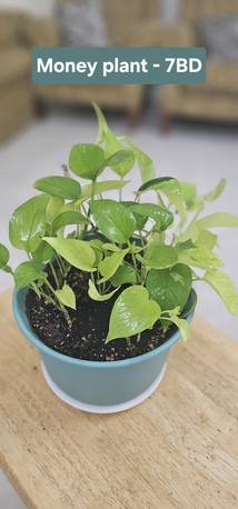 Umm Al Hassam, Household Items, BHD 1,  Plants For Sale