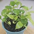 BHD 1, Plants For Sale