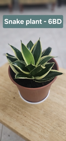 Umm Al Hassam, Household Items, BHD 1,  Plants For Sale