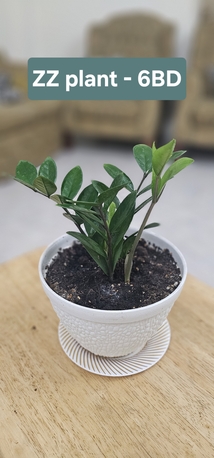 Umm Al Hassam, Household Items, BHD 1,  Plants For Sale
