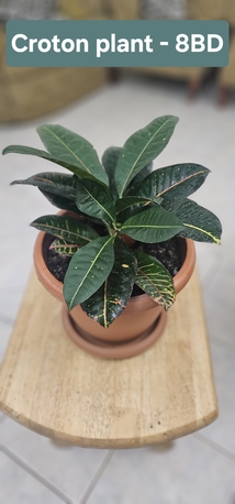 Umm Al Hassam, Household Items, BHD 1,  Plants For Sale