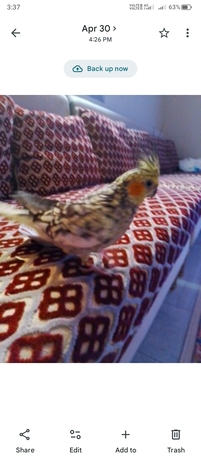 Saar, Pet Supplies, BHD 45,  Cocktail Birds Male And Female