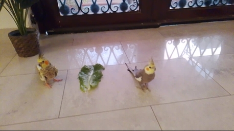 Saar, Pet Supplies, BHD 45,  Cocktail Birds Male And Female