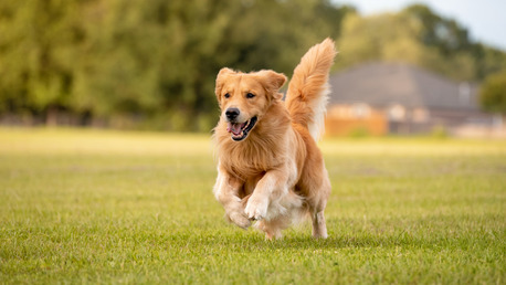 Gurgaon, Pet Sitting, Pet Boarding Services Near Sector 22 & 23 Gurugram