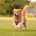 Pet Boarding Services Near Sector 22 & 23 Gurugram