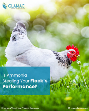 Mumbai, Business, Smart Poultry Waste Management: Reduce Ammonia And Improve Bird Performance