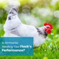 Smart Poultry Waste Management: Reduce Ammonia And Improve Bird Performance