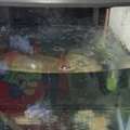SAR 250,  Fish Aquarium For Sale
