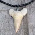 Buy Shark Teeth Online For Your Fossil Collection