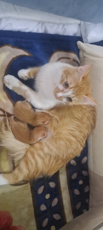 Madinah, Pet Supplies, FREE ADOPTION: Beige Cat + 2 Kittens (Leaving Madinah)