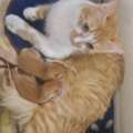 FREE ADOPTION: Beige Cat + 2 Kittens (Leaving Madinah)