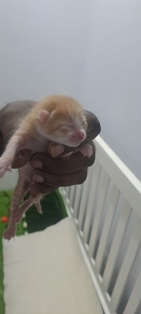 Madinah, Pet Supplies, FREE ADOPTION: Beige Cat + 2 Kittens (Leaving Madinah)