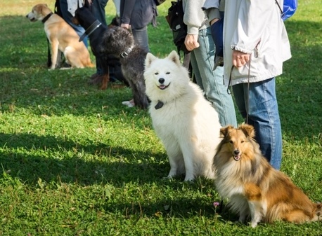 New York, Business, The Dog Wizard - Dog & Puppy Obedience Training St Johns