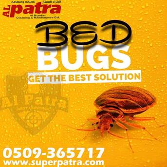 Jeddah, Pest Control, Pests Everywhere? Patra Has The Solution! 🛡️