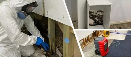 Sydney, Household, Want Safe And Effective Mould Cleaning Service Today?
