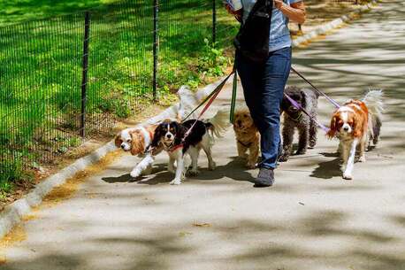 Mumbai, Pet Sitting, Dog Walkers In Mumbai