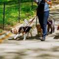 Dog Walkers In Mumbai