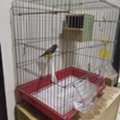 SAR 12500,  Gouldian Finch 8 Months Old Female