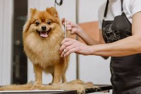 Dubai, Pet Sitting, Professional Pet Grooming Dubai Mirdif