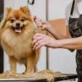 Professional Pet Grooming Dubai Mirdif