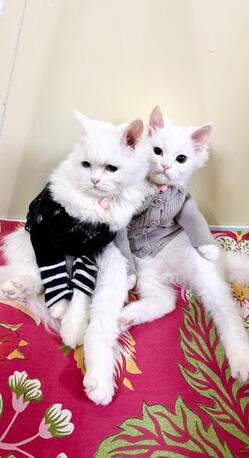 Al Murabba, Pet Supplies, SAR 550,  Two Cute White Persian Kittens For Sale