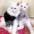 SAR 550,  Two Cute White Persian Kittens For Sale