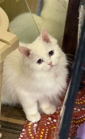 Al Murabba, Pet Supplies, SAR 550,  Two Cute White Persian Kittens For Sale