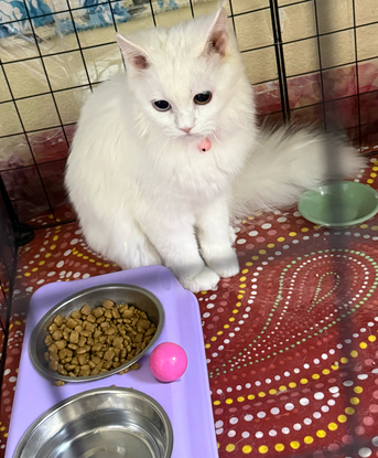 Al Murabba, Pet Supplies, SAR 550,  Two Cute White Persian Kittens For Sale