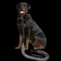 Find The Perfect Leash For Your Pup Stylish, Durable, And Built For Every Walk!