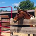 Davie Horse Boarding