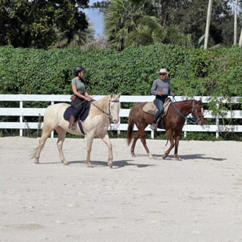 New York, Business, Davie Horse Boarding