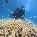 Scuba Diving In Havelock - To Unwind A Hidden Underwater Paradise