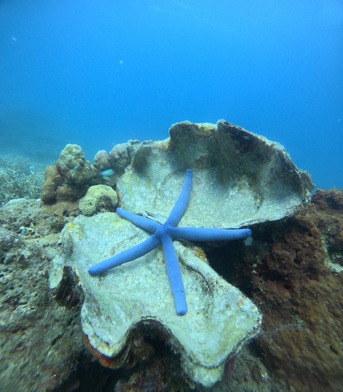Kolkata, Travel, Scuba Diving In Havelock - To Unwind A Hidden Underwater Paradise