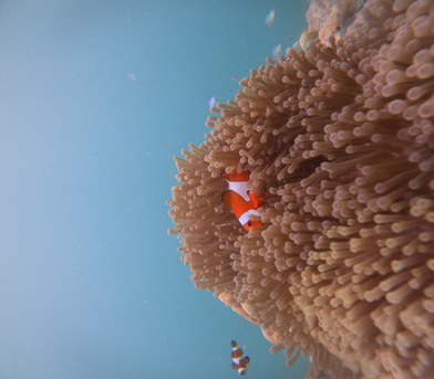 Kolkata, Travel, Scuba Diving In Havelock - To Unwind A Hidden Underwater Paradise