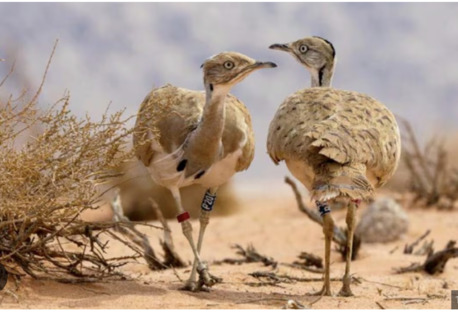 Riyadh, Jobs, Houbara Production Specialist