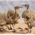Houbara Production Specialist