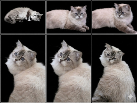 Al Balad, Pet Supplies, A Persian Cat For Free