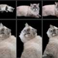 A Persian Cat For Free