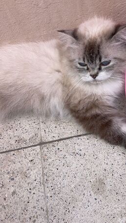 Al Balad, Pet Supplies, A Persian Cat For Free