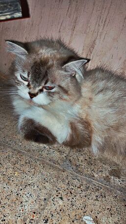 Al Balad, Pet Supplies, A Persian Cat For Free