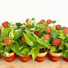 Jubail, Farm & Garden, SAR 1,  Corporate Gifts