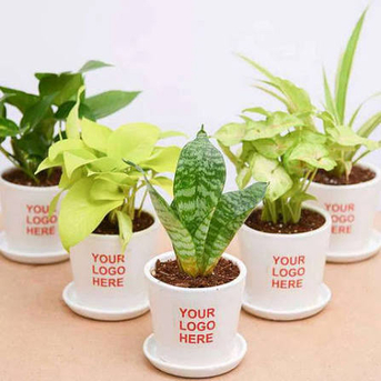 Jubail, Farm & Garden, SAR 1,  Corporate Gifts